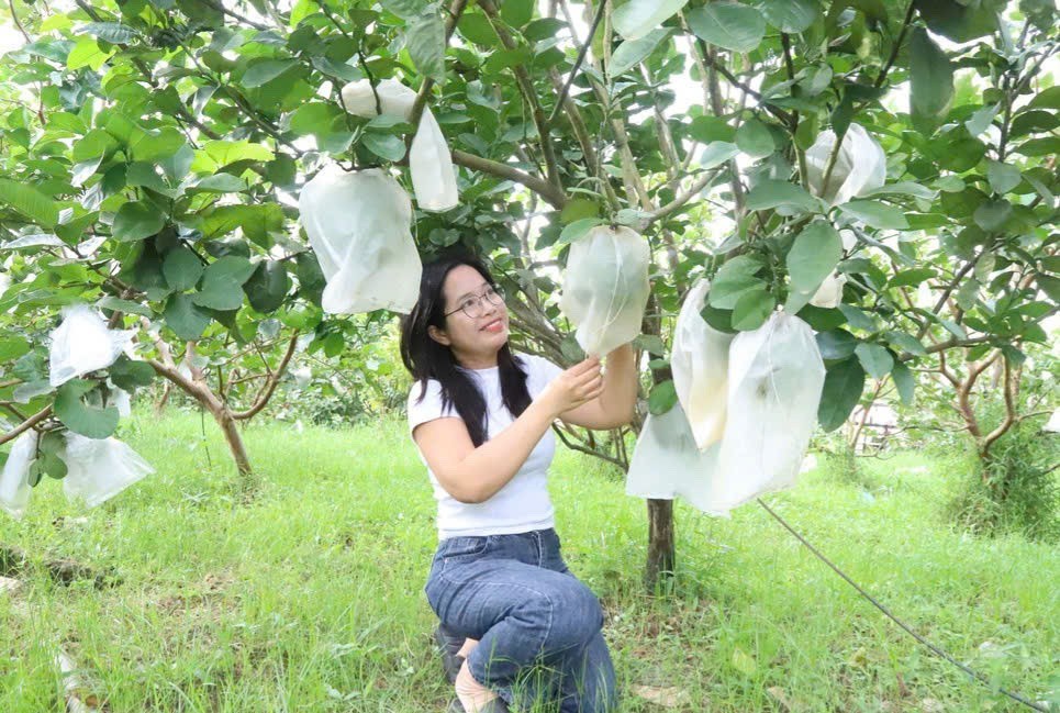 Vượt khó trên đất cằn, những người phụ nữ “gieo vàng” từ cây ổi