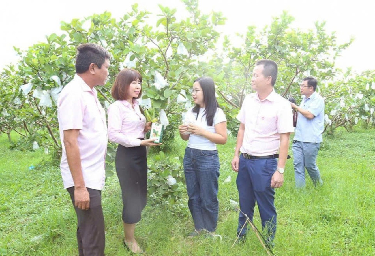 Vượt khó trên đất cằn, những người phụ nữ “gieo vàng” từ cây ổi