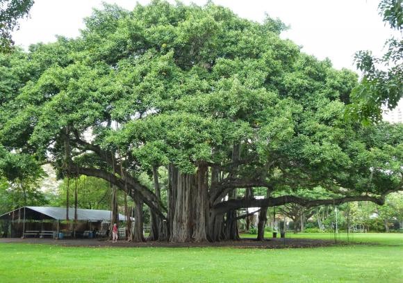 Cổ nhân dạy: 4 loại cây đừng trồng trước nhà kẻo tán lộc, hao khí
