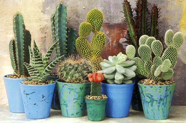 Cổ nhân dạy: 4 loại cây đừng trồng trước nhà kẻo tán lộc, hao khí