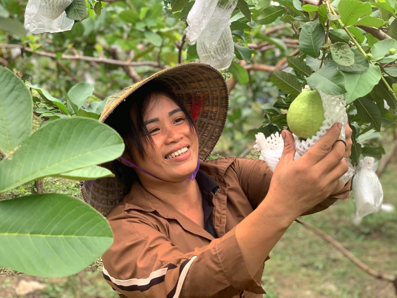 Vượt khó trên đất cằn, những người phụ nữ “gieo vàng” từ cây ổi