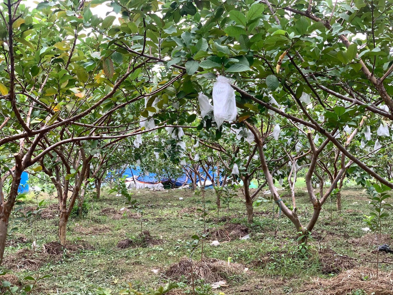 Vượt khó trên đất cằn, những người phụ nữ “gieo vàng” từ cây ổi