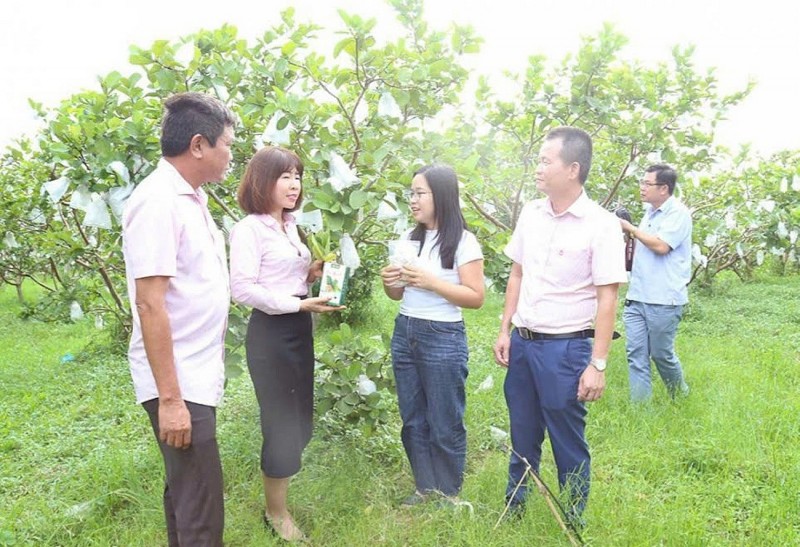 Vượt khó trên đất cằn, những người phụ nữ “gieo vàng” từ cây ổi
