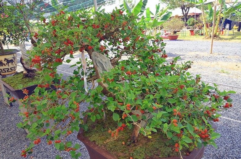 Cổ nhân dạy: 4 loại cây đừng trồng trước nhà kẻo tán lộc, hao khí