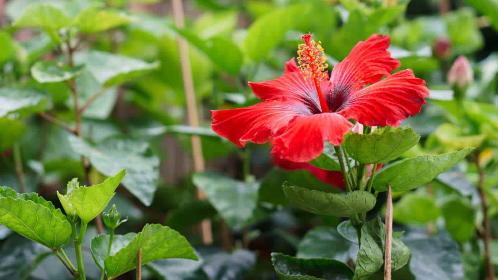Cách tưới cây dâm bụt đúng chuẩn để cây ra hoa rực rỡ quanh năm
