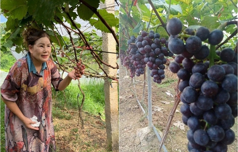 Chi 7 tỷ đồng làm nông nghiệp sạch, nữ nông dân Lạng Sơn biến đồi hoang thành vườn nho hút khách du lịch