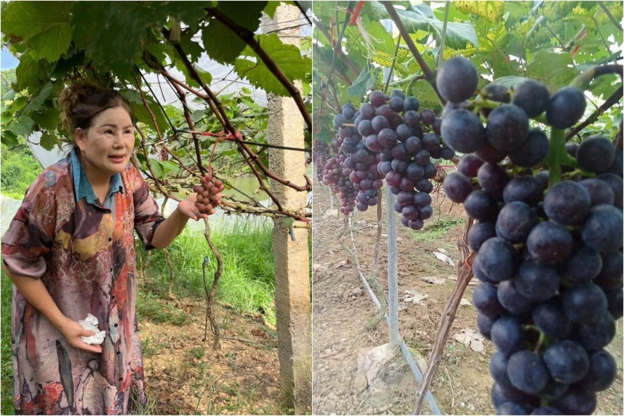 Chi 7 tỷ đồng làm nông nghiệp sạch, nữ nông dân Lạng Sơn biến đồi hoang thành vườn nho hút khách du lịch
