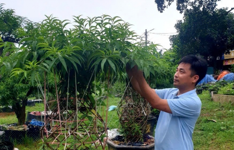 Chuyện người trẻ kiến tạo vườn đào độc đáo giữa lòng thành phố công nghiệp