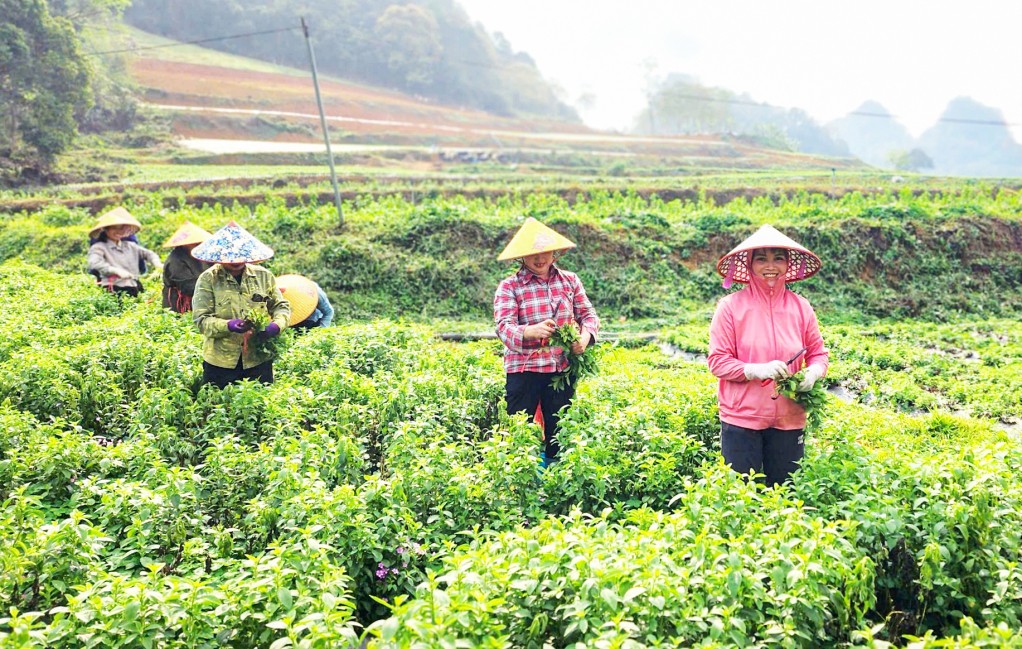 Từ cây trồng ít người biết đến mô hình nông nghiệp hiệu quả ở vùng cao