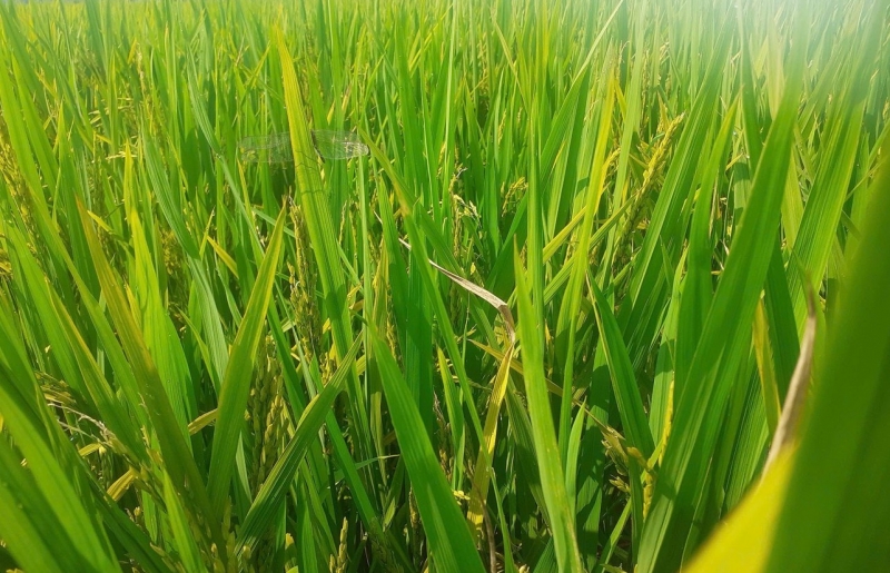 Nhiều vướng mắc trong quản lý mã số vùng trồng ở Thanh Hóa