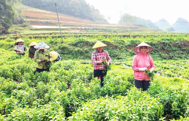Từ cây trồng ít người biết đến mô hình nông nghiệp hiệu quả ở vùng cao
