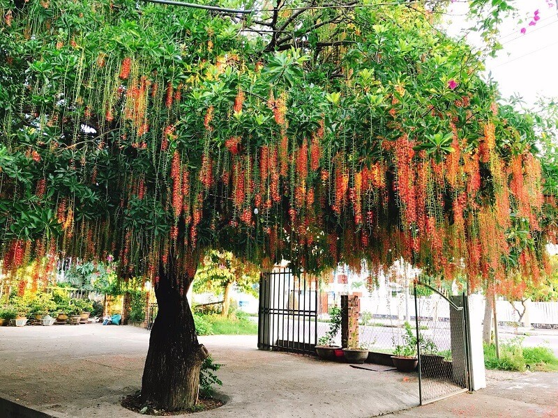 Gieo cây đúng chỗ, gặt phúc đúng đường: Gợi ý bố trí cây phong thủy giúp không gian thêm vượng khí