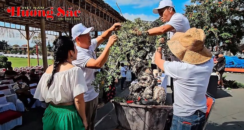 Nghệ nhân Việt Nam tạo tác Hải Sơn Tùng tại Hội nghị Bonsai và Suiseki châu Á - Thái Bình Dương 2025