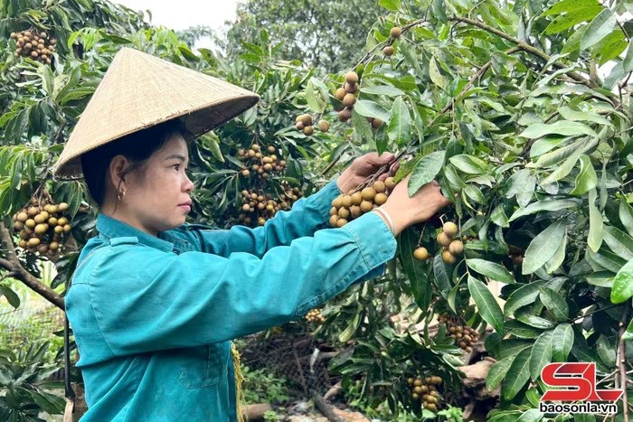 “Vàng ngọt” Nậm Ty vào mùa: Nhà vườn thu tiền triệu mỗi ngày