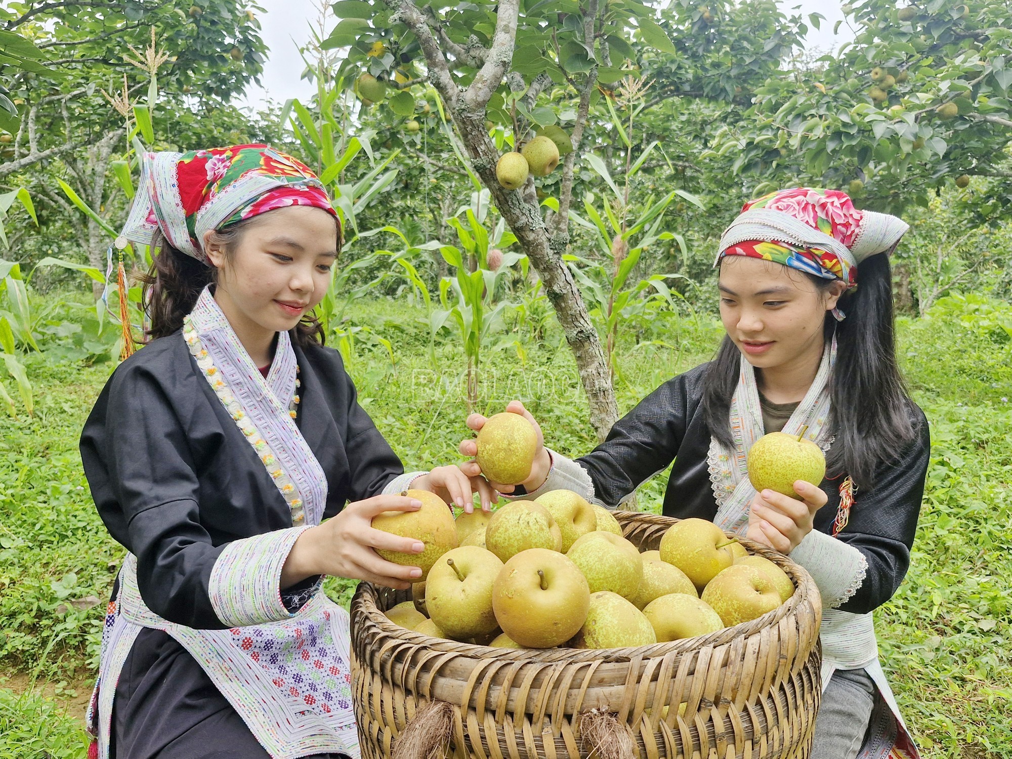 Lê Tai Nung chín rộ, nông dân Lào Cai rộn ràng mùa thu tiền