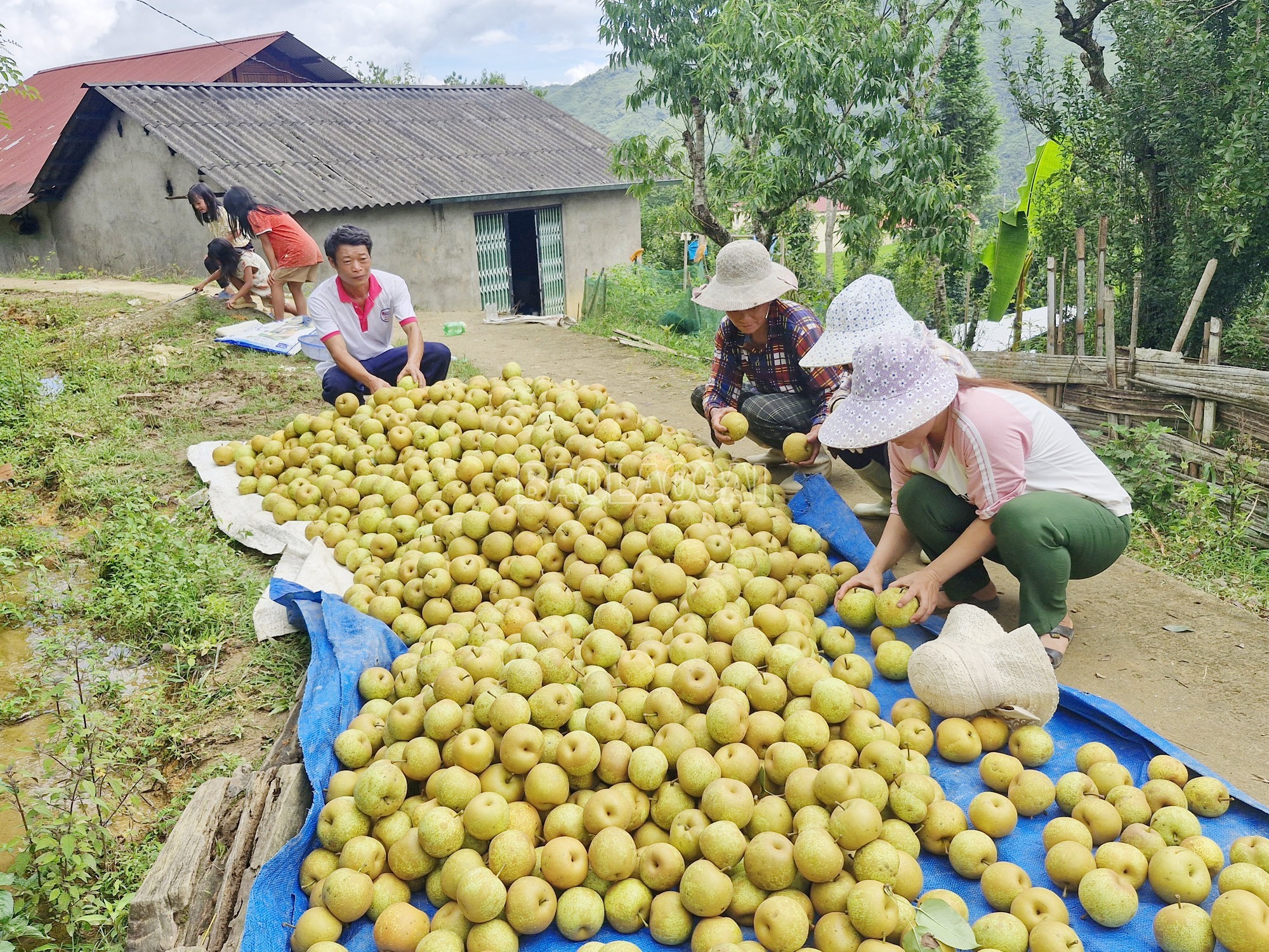 Lê Tai Nung chín rộ, nông dân Lào Cai rộn ràng mùa thu tiền