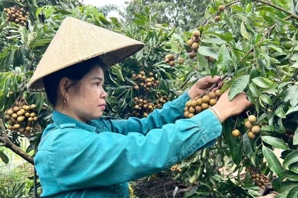 “Vàng ngọt” Nậm Ty vào mùa: Nhà vườn thu tiền triệu mỗi ngày