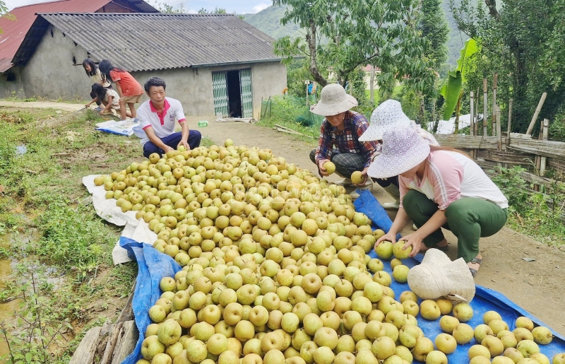 Lê Tai Nung chín rộ, nông dân Lào Cai rộn ràng mùa thu tiền