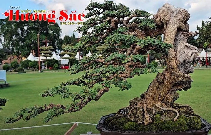 Hội nghị Bonsai và Suiseki châu Á - Thái Bình Dương 2025: Nơi gặp gỡ của những kiệt tác tạo hình