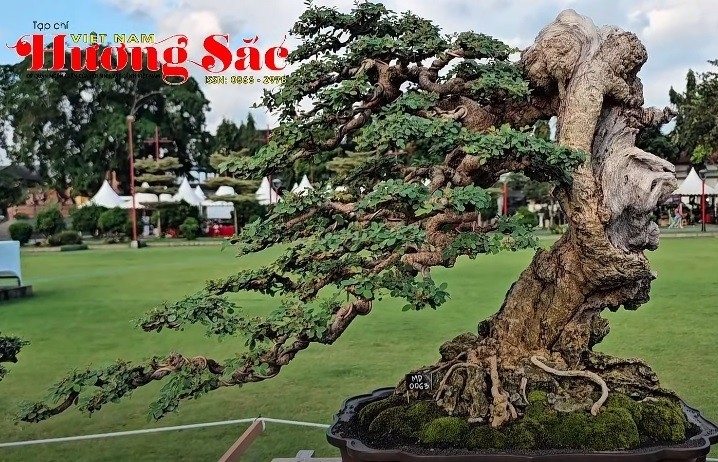 Hội nghị Bonsai và Suiseki châu Á - Thái Bình Dương 2025: Nơi gặp gỡ của những kiệt tác tạo hình