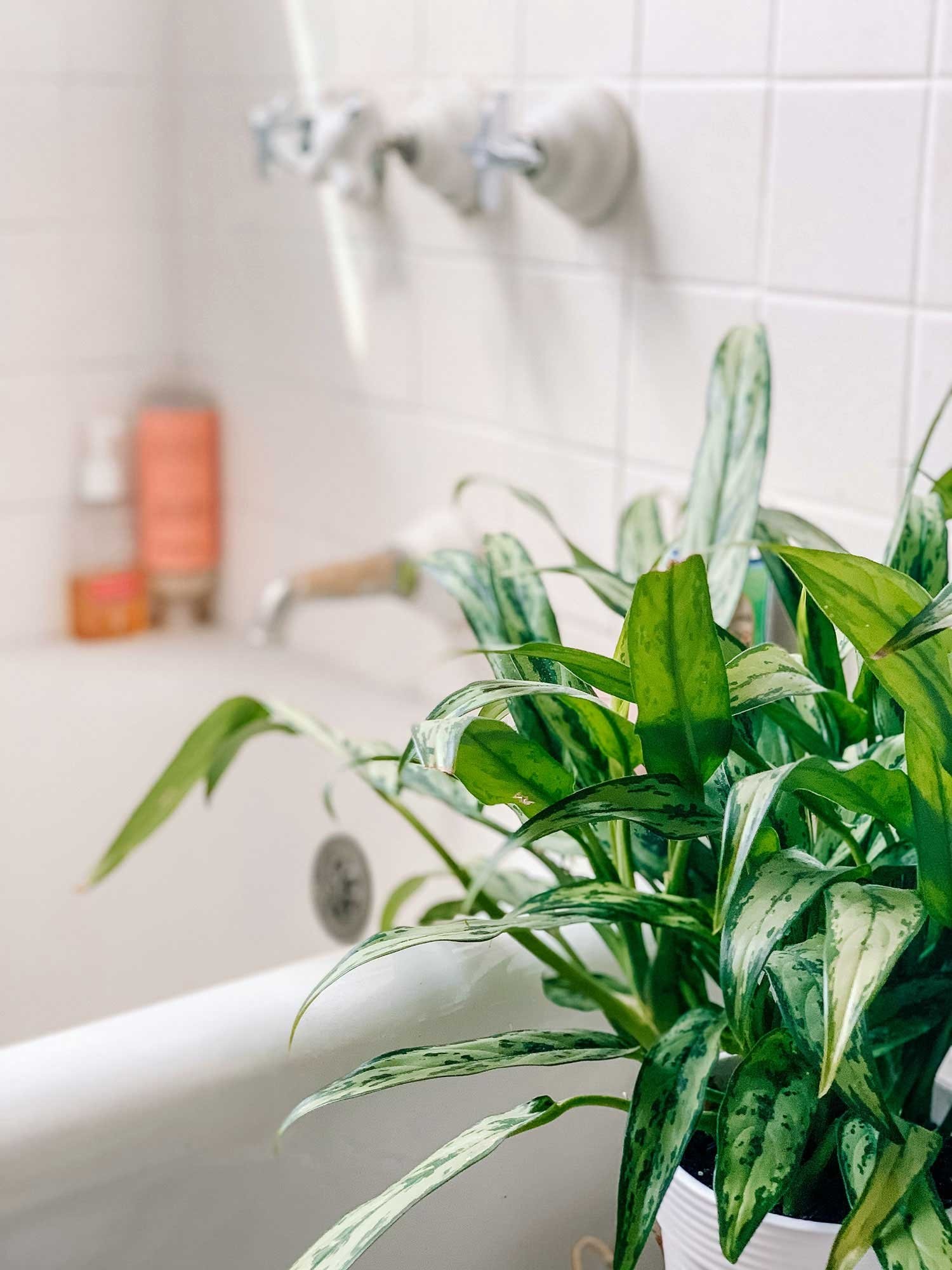 Phòng tắm luôn sạch thơm nhờ một chậu cây ít ai ngờ tới