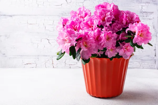 Phòng tắm luôn sạch thơm nhờ một chậu cây ít ai ngờ tới