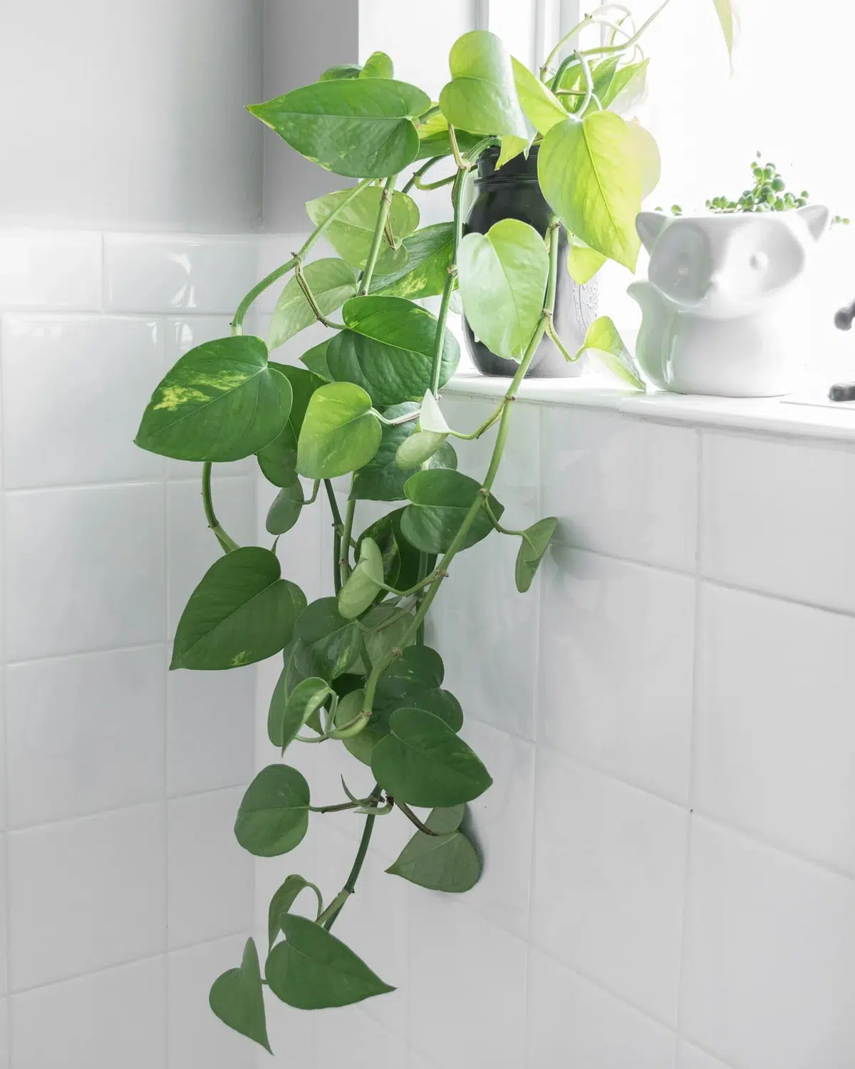 Phòng tắm luôn sạch thơm nhờ một chậu cây ít ai ngờ tới