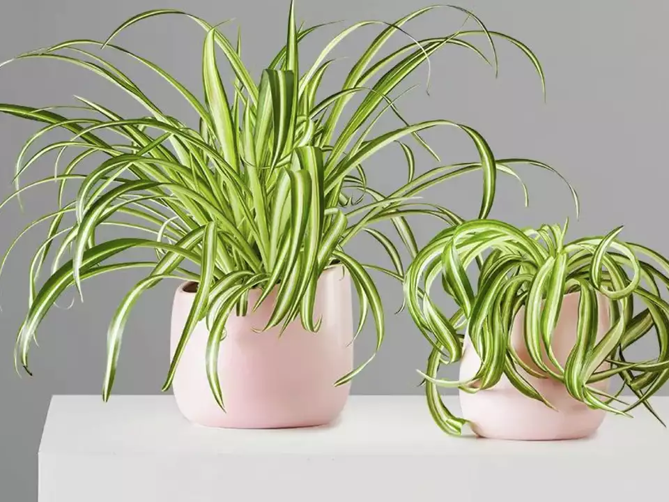 Phòng tắm luôn sạch thơm nhờ một chậu cây ít ai ngờ tới