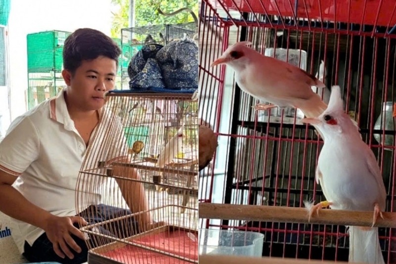 Khởi nghiệp từ chim chào mào đột biến, thanh niên miền Tây thu tiền tỷ mỗi năm