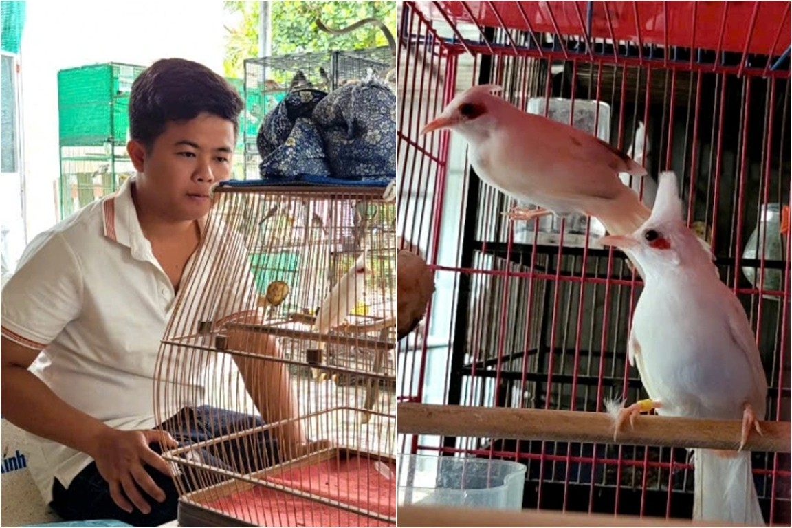 Khởi nghiệp từ chim chào mào đột biến, thanh niên miền Tây thu tiền tỷ mỗi năm