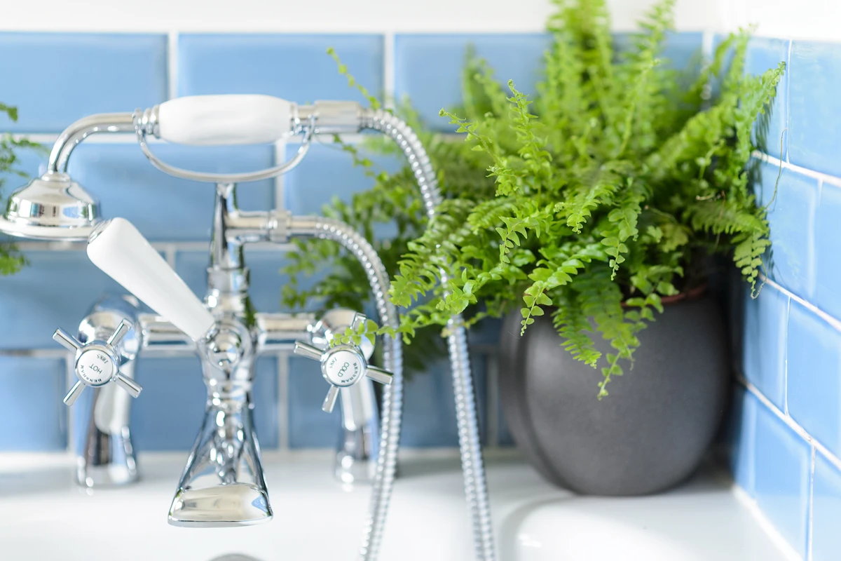 Phòng tắm luôn sạch thơm nhờ một chậu cây ít ai ngờ tới