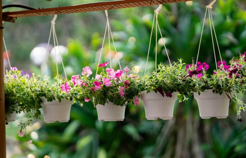 Cách tưới hoa dạ yến thảo đúng kỹ thuật để cây khỏe, hoa nở bền