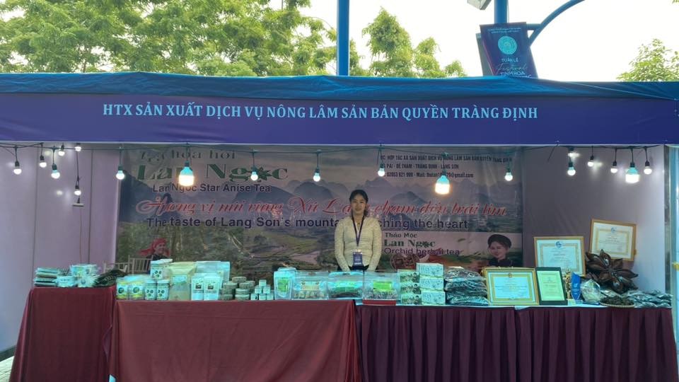 Trà hoa hồi và bài toán làm giàu từ cây dược liệu trên đất Lạng Sơn