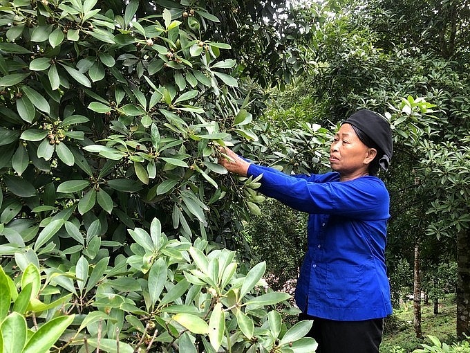 Trà hoa hồi và bài toán làm giàu từ cây dược liệu trên đất Lạng Sơn