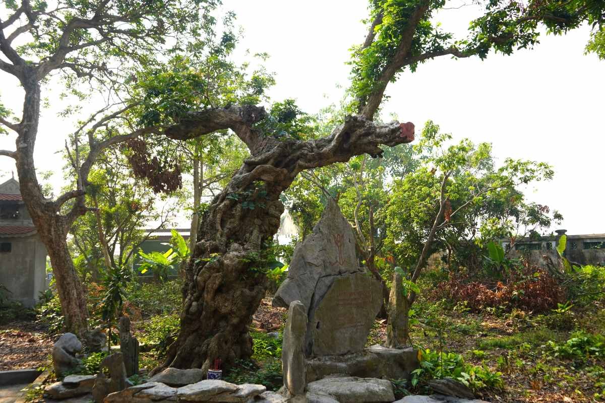 Cây nhãn hơn 600 năm tuổi ở Hải Phòng