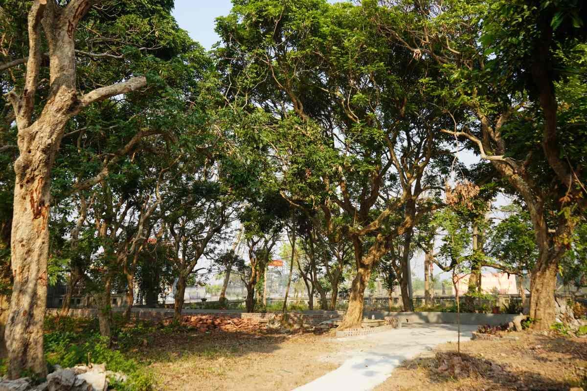 Cây nhãn hơn 600 năm tuổi ở Hải Phòng