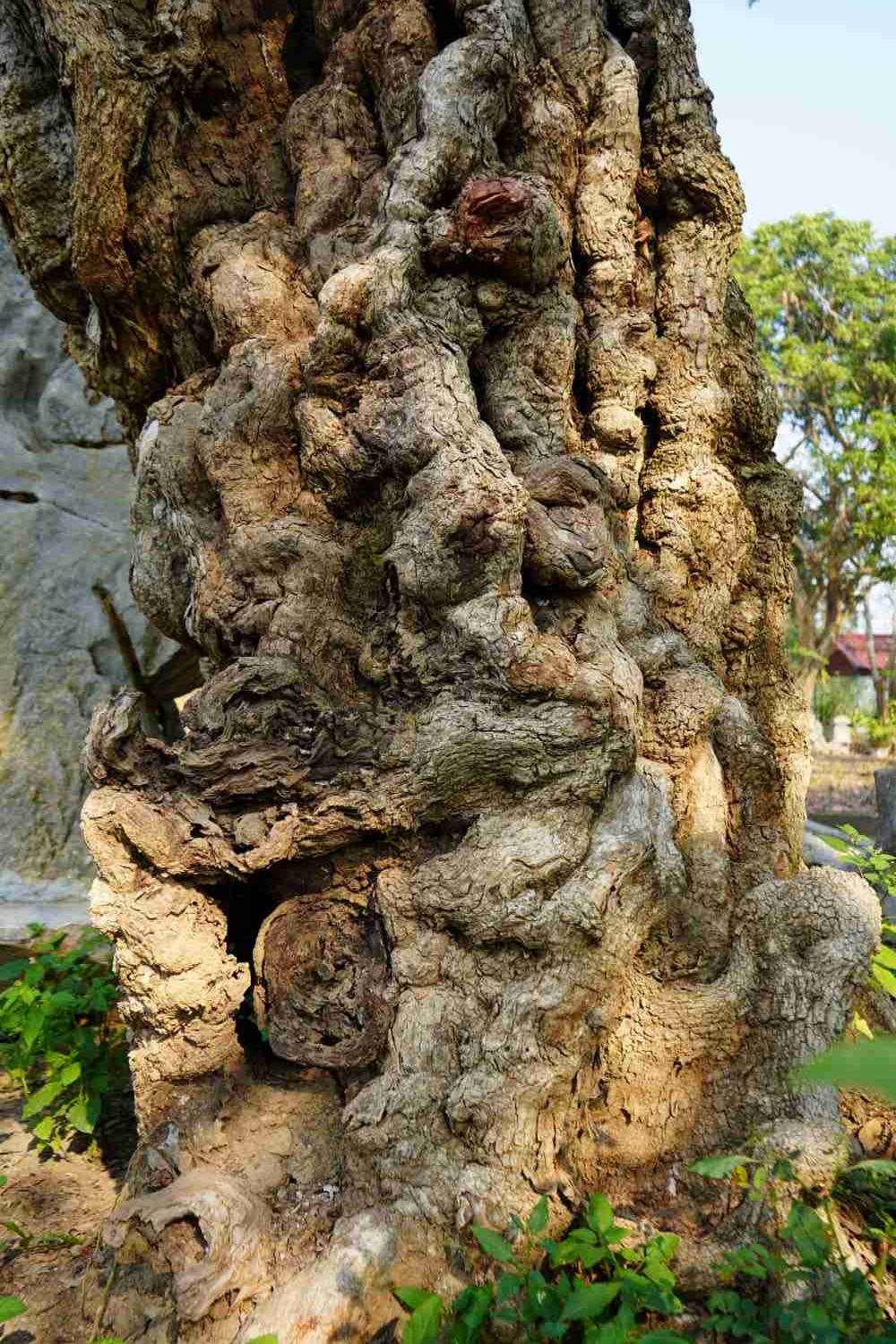 Cây nhãn hơn 600 năm tuổi ở Hải Phòng