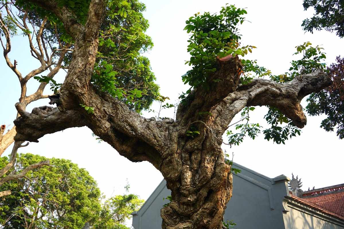 Cây nhãn hơn 600 năm tuổi ở Hải Phòng