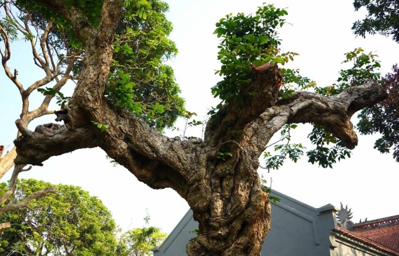 Cây nhãn hơn 600 năm tuổi ở Hải Phòng