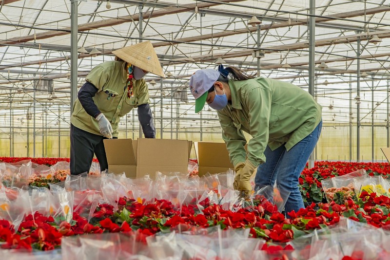 Hoa và lá cây Việt Nam xuất ngoại, mang về hơn 43 triệu USD