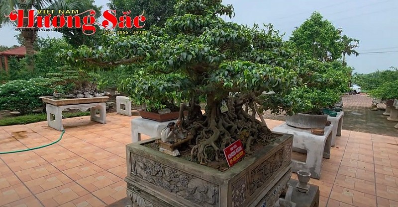 Ghé thăm vườn cảnh Minh Hạnh - khu vườn nghệ thuật giữa lòng Thường Tín, Hà Nội