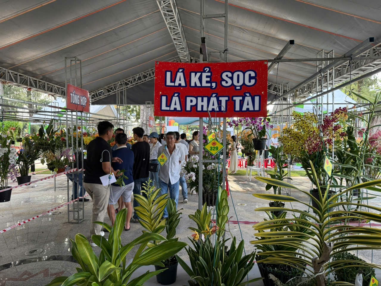 Sắc hương Bến Tre: Hội thi Hoa Phong Lan chào mừng 2 năm thành lập Chi hội Hoa lan Chớp