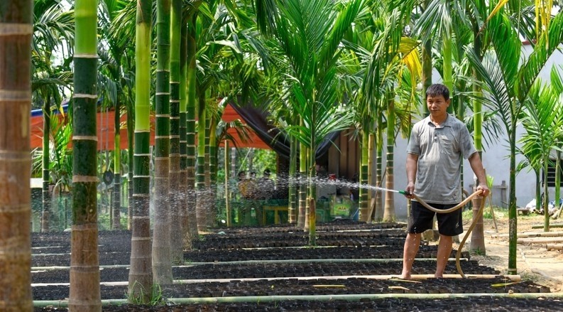 Trồng loại cây không phải tưới nhiều, nông dân Thanh Hóa vẫn đếm tiền đều mỗi năm