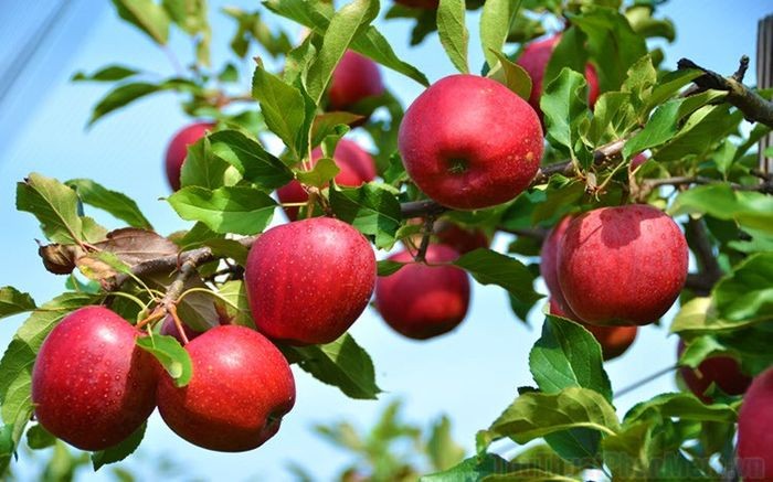 Trồng 5 loại “cây làm giàu” trước nhà: Hút tài đón lộc, may mắn quanh năm