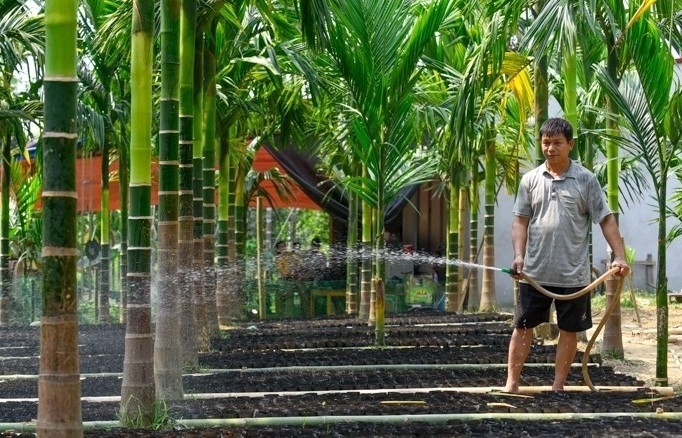 Trồng loại cây không phải tưới nhiều, nông dân Thanh Hóa vẫn đếm tiền đều mỗi năm