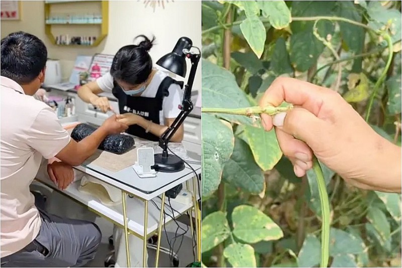 Gắn móng giả để hái đậu năng suất cao: Sáng kiến lạ của nông dân Trung Quốc