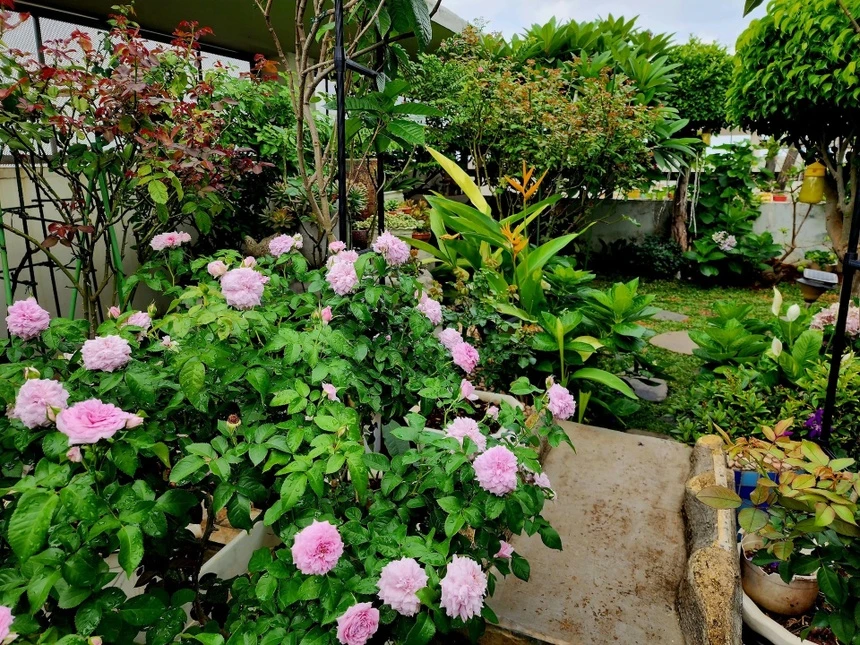 Tưới đúng 5 giây mỗi ngày, hoa vẫn nở rộ giữa nắng gắt