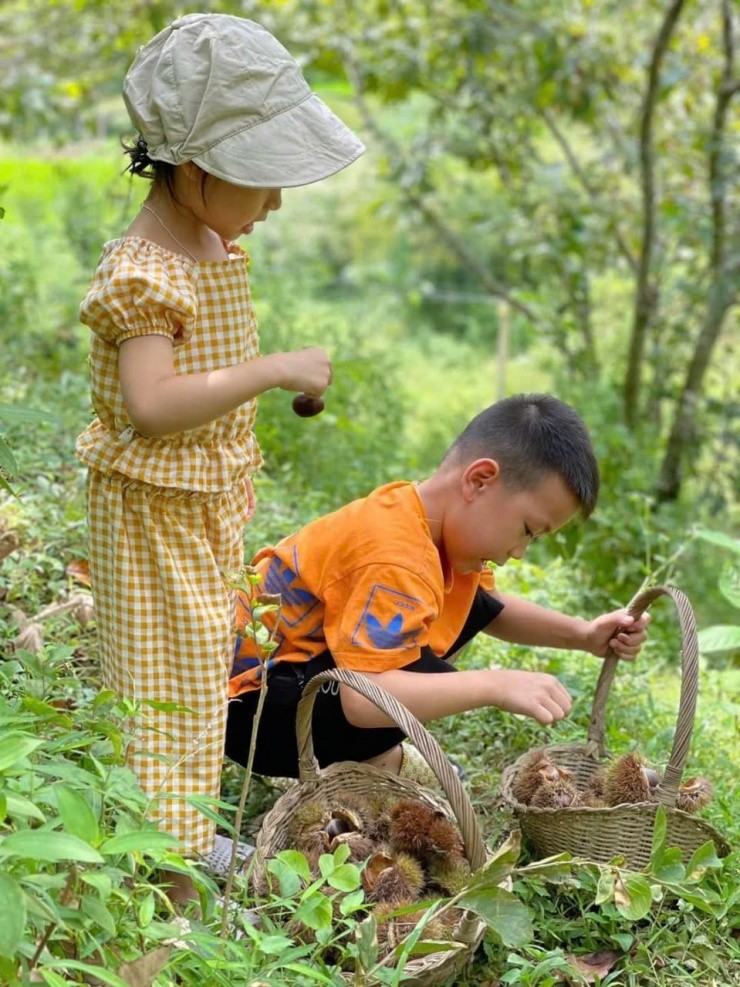 Hạt dẻ Lạng Sơn: Thêm giá trị từ những vườn cảnh trải nghiệm