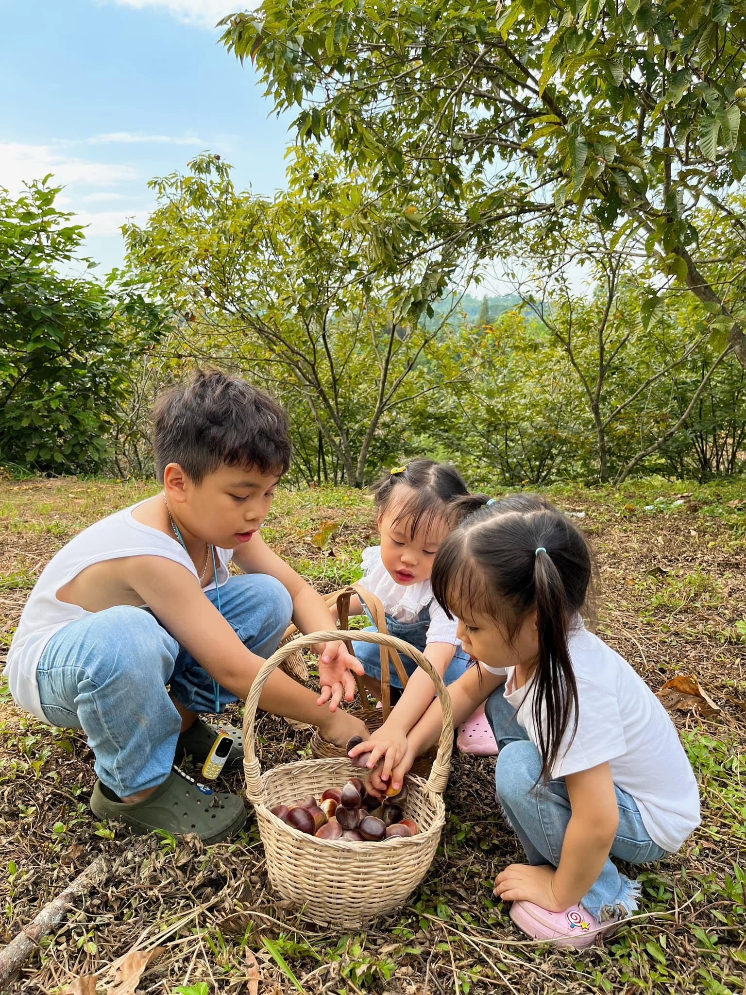 Hạt dẻ Lạng Sơn: Thêm giá trị từ những vườn cảnh trải nghiệm