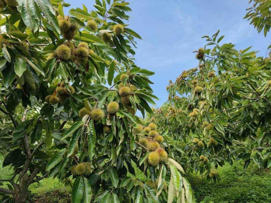 Hạt dẻ Lạng Sơn: Thêm giá trị từ những vườn cảnh trải nghiệm